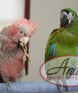 Rose-Breasted Cockatoo