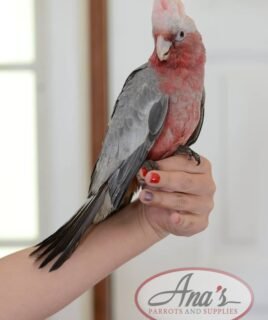 Rose-Breasted Cockatoo