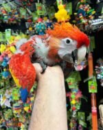 Scarlet Macaw babies for sale