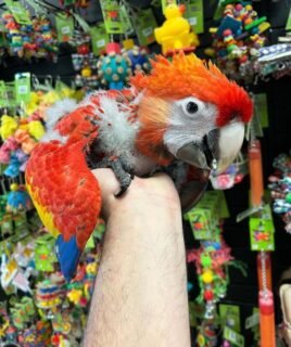 Scarlet Macaw babies for sale
