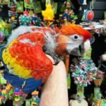 Scarlet Macaw babies for sale