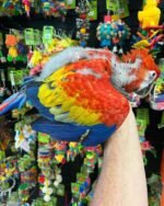 Scarlet Macaw babies for sale