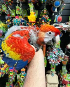 Scarlet Macaw babies for sale