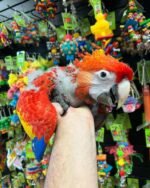 Scarlet Macaw babies for sale