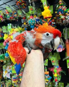 Scarlet Macaw babies for sale
