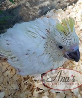 Sulphur-Crested Cockatoo