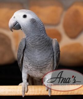 Timneh African Grey Baby
