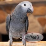 Timneh African Grey