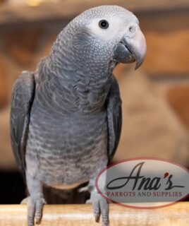 Timneh African Grey