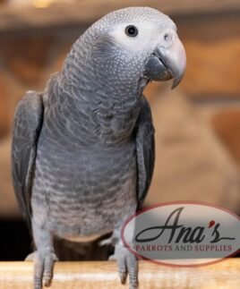 Timneh African Grey