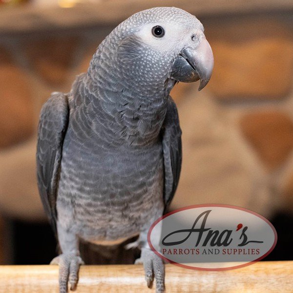 Timneh African Grey