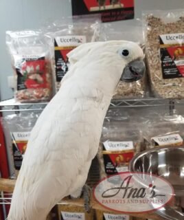 Umbrella Cockatoo