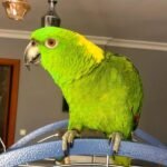 Yellow Naped Amazon For Sale