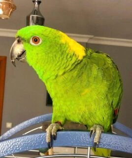 Yellow Naped Amazon For Sale