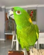 Yellow Naped Amazon For Sale