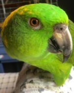 Yellow Naped Amazon For Sale