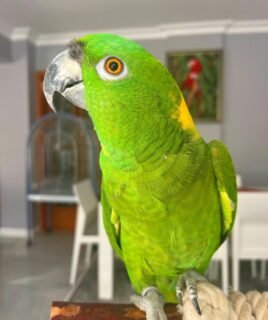 Yellow Naped Amazon For Sale