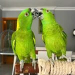 Yellow Naped Amazon For Sale