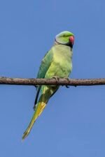 Alexandrine Parakeet
