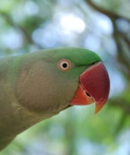 Alexandrine Parakeet