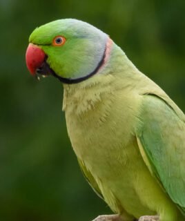 Alexandrine Parakeet