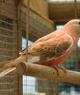 Bourkes Parrot