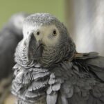 Buy African Grey Congo in uSA Online