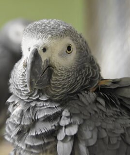 Buy African Grey Congo in uSA Online