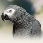 Buy African Grey Congo in uSA Online