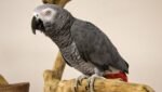 Buy African Grey Congo in uSA Online