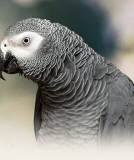 Buy African Grey Congo in uSA Online