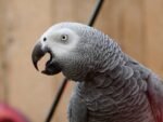 Congo African Grey