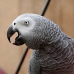 Congo African Grey