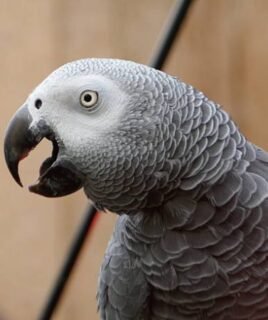 Congo African Grey