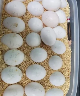 Buy Fertile Macaw Parrot Eggs – USA, Canada & UK Delivery