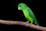 Buy Manu Parrotlet in uSA Online