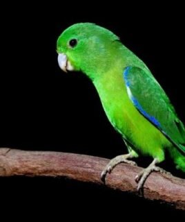 Buy Manu Parrotlet in uSA Online