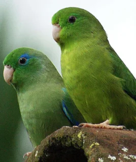 Buy Manu Parrotlet in uSA Online