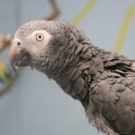 Buy Timneh African Grey Parrot in uSA Online