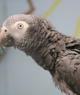 Buy Timneh African Grey Parrot in uSA Online