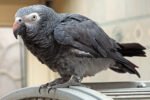 Buy Timneh African Grey Parrot in uSA Online