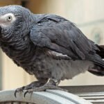 Buy Timneh African Grey Parrot in uSA Online