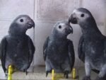 Buy Timneh African Grey Parrot in uSA Online