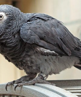 Buy Timneh African Grey Parrot in uSA Online