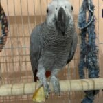Buy Timneh African Grey Parrot in uSA Online