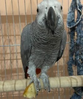 African Grey babies