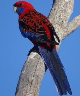 Crimson Rosella