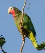 Cuban Amazon