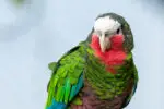 Cuban Amazon