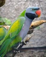 Derbyan Parakeet